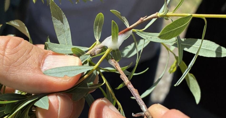 Abschlussveranstaltung Innsieme