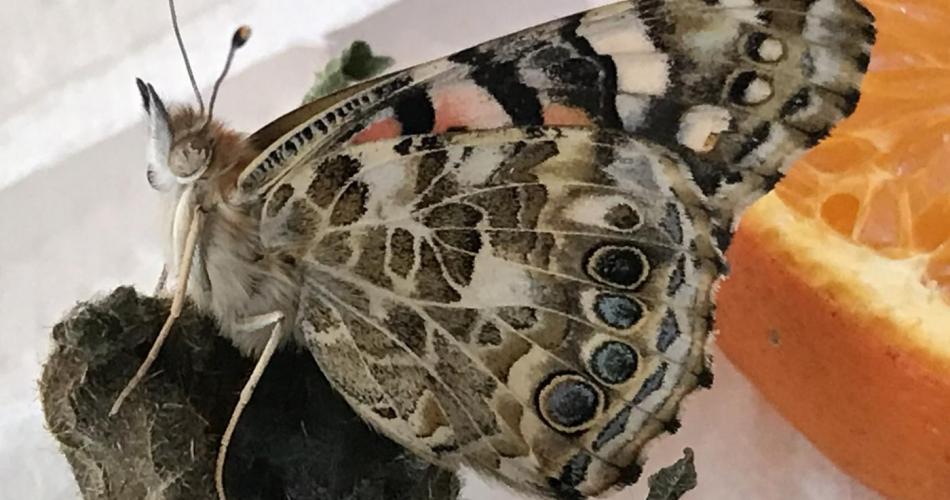 Von der Raupe zum Schmetterling